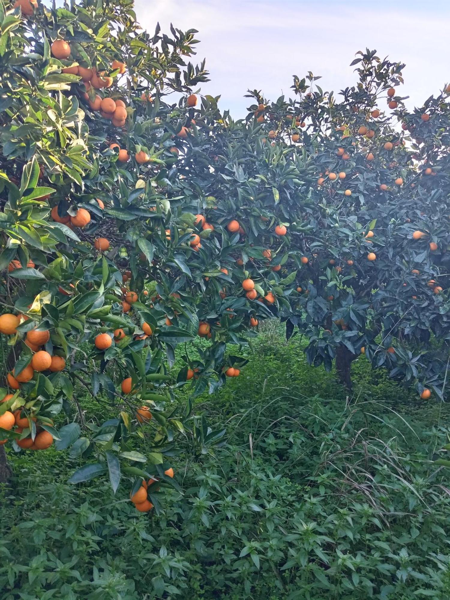 Villetta San Giovanni Calatafimi Eksteriør bilde